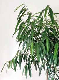 Ficus Binnendijkii Alii image number 13. All credits to the_foliage_fanatic. Ficus Binnendijkii Alii image number 13. All credits to the_foliage_fanatic.
