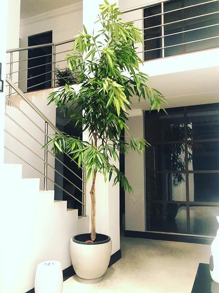 Ficus Binnendijkii Alii image number 4. All credits to marta_pinheiro1980. Ficus Binnendijkii Alii image number 4. All credits to marta_pinheiro1980.