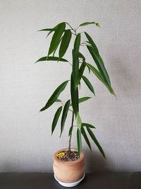 Ficus Binnendijkii Alii image number 5. All credits to kma020410. Ficus Binnendijkii Alii image number 5. All credits to kma020410.