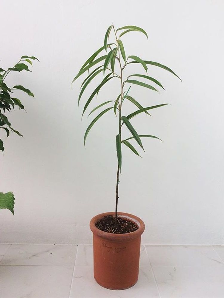 Ficus Binnendijkii Alii image number 7. All credits to k.minjiii. Ficus Binnendijkii Alii image number 7. All credits to k.minjiii.