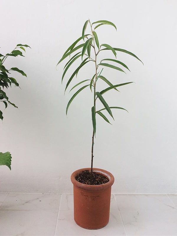 Ficus Binnendijkii Alii image number 7. All credits to k.minjiii. Ficus Binnendijkii Alii image number 7. All credits to k.minjiii.