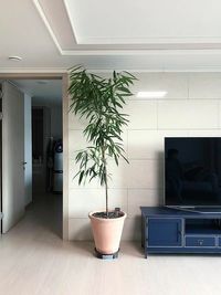 Ficus Binnendijkii Alii image number 8. All credits to freedom_plants0411. Ficus Binnendijkii Alii image number 8. All credits to freedom_plants0411.