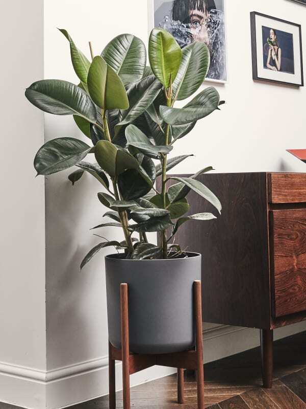 A beautiful and healthy Ficus Elastica Burgundy known as Green Rubber Plant.