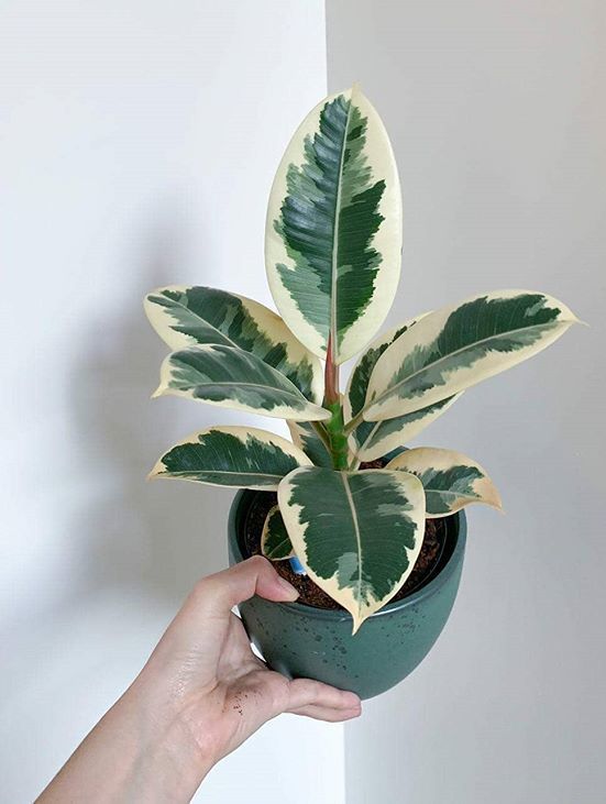 A beautiful and healthy Ficus Elastica Tineke known as Ficus Elastica Variegata.