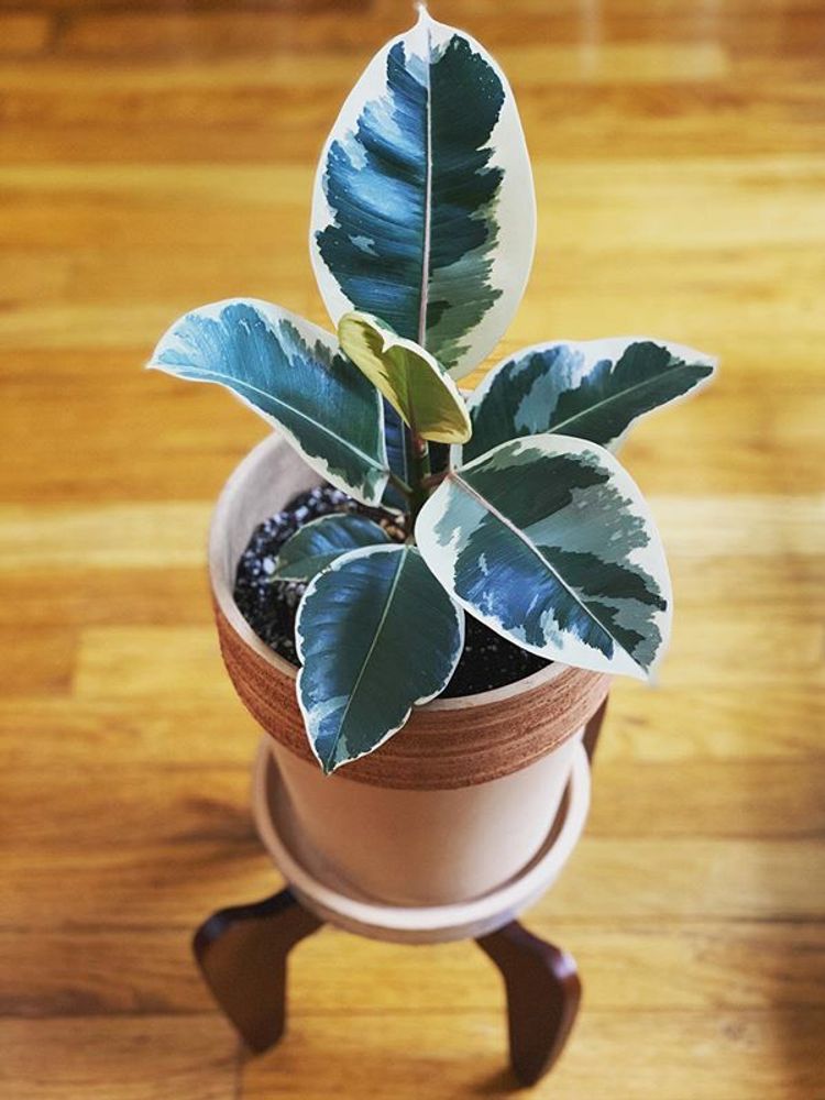 Ficus Elastica Tineke image number 10. All credits to katnisshopeevergreen. Ficus Elastica Tineke image number 10. All credits to katnisshopeevergreen.