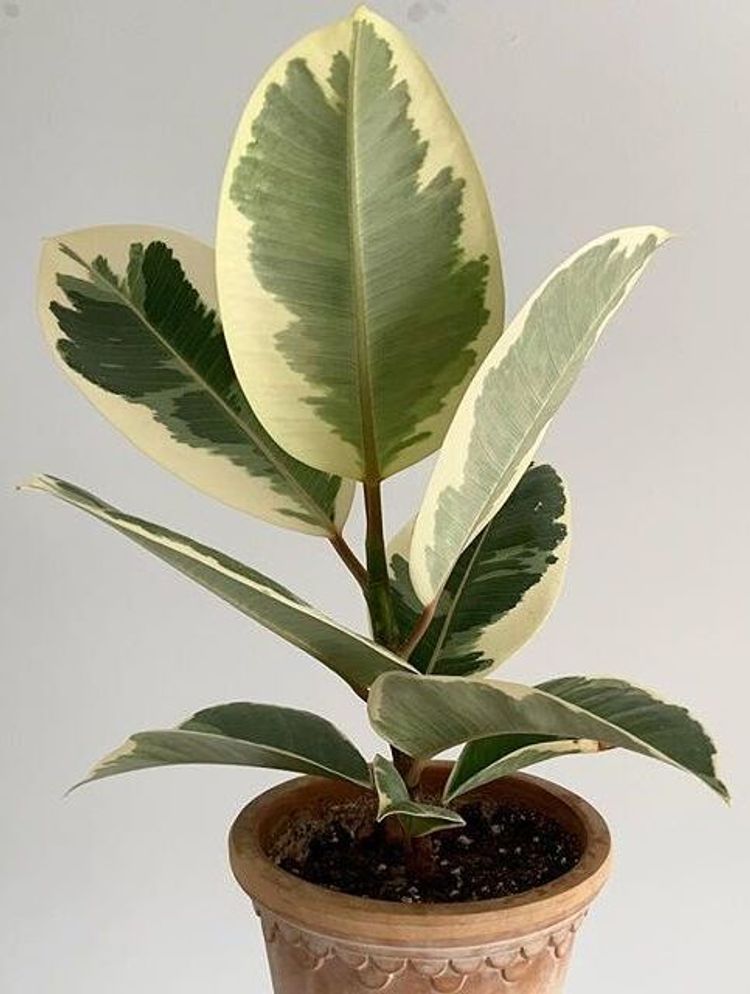 Ficus Elastica Tineke image number 11. All credits to plantders.