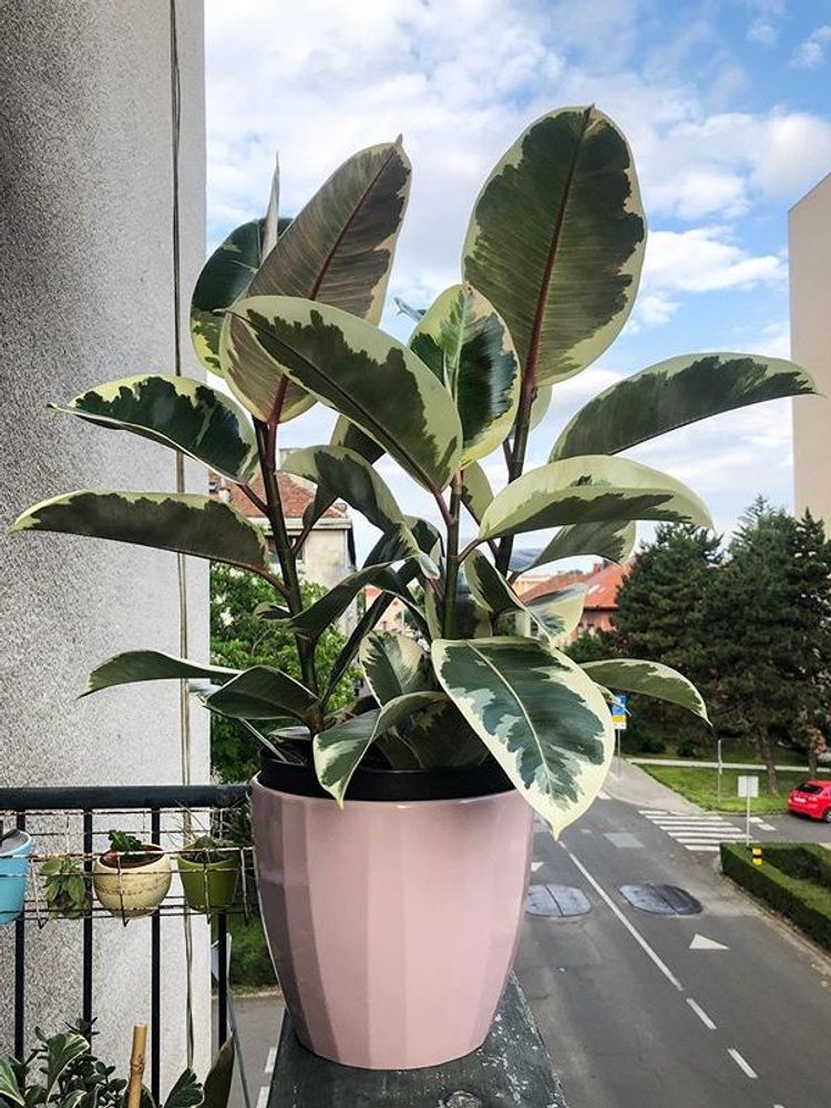 Ficus Elastica Tineke image number 12. All credits to mishisplants. Ficus Elastica Tineke image number 12. All credits to mishisplants.