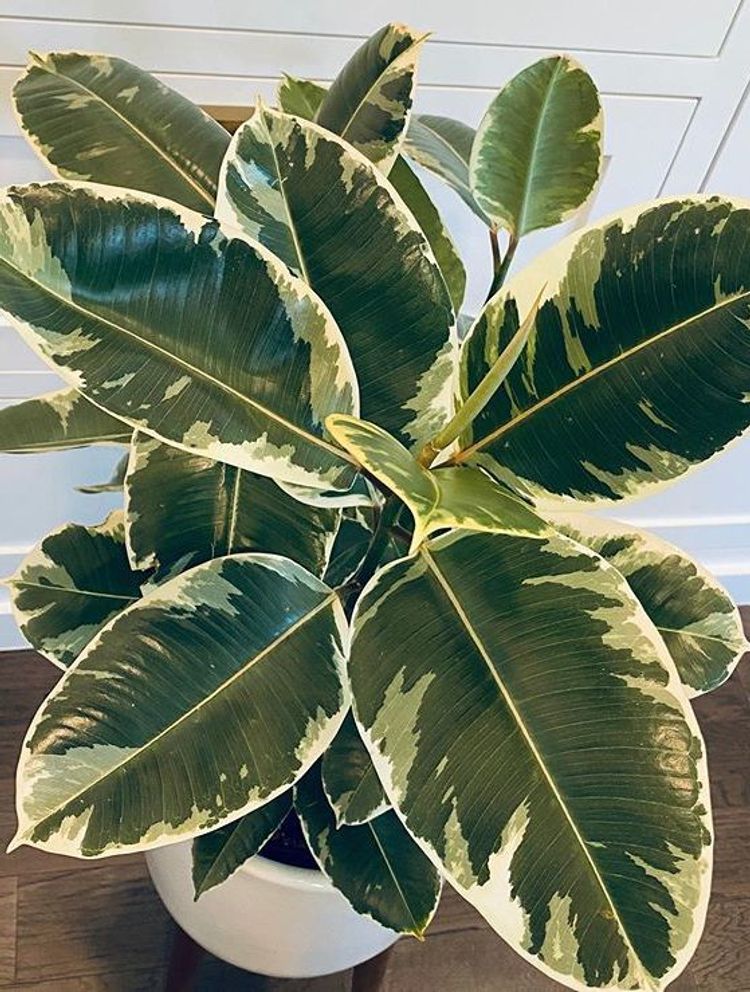 Ficus Elastica Tineke image number 13. All credits to one.node. Ficus Elastica Tineke image number 13. All credits to one.node.