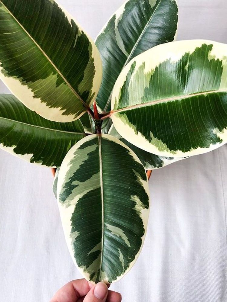Ficus Elastica Tineke image number 15. All credits to laetitiasnd. Ficus Elastica Tineke image number 15. All credits to laetitiasnd.