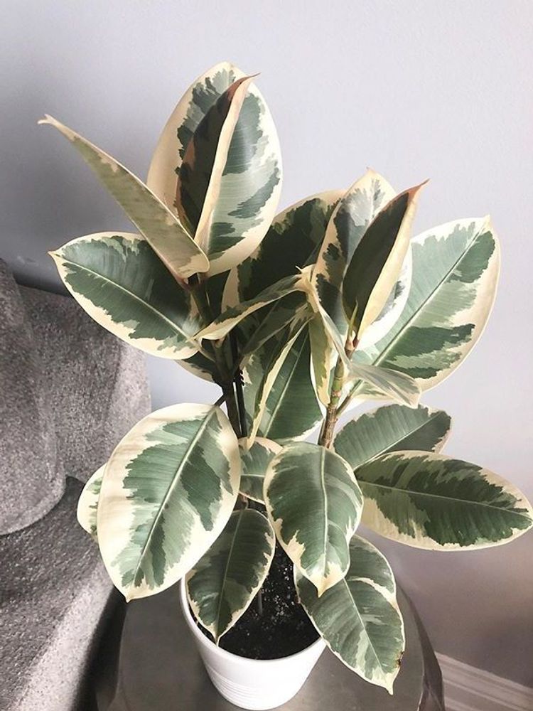 Ficus Elastica Tineke image number 16. All credits to befitplants. Ficus Elastica Tineke image number 16. All credits to befitplants.