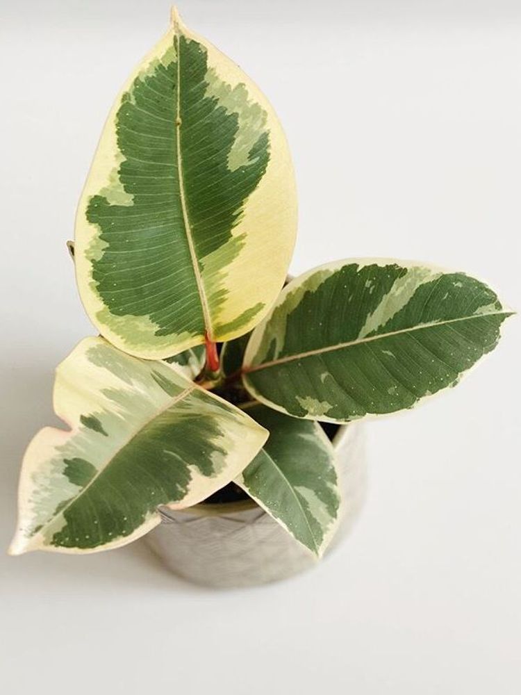 Ficus Elastica Tineke image number 2. All credits to monsteraloveandotherplants. Ficus Elastica Tineke image number 2. All credits to monsteraloveandotherplants.