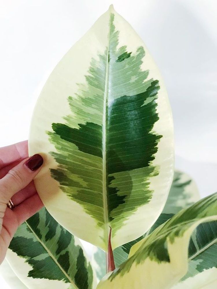 Ficus Elastica Tineke image number 3. All credits to theplantladycecilia. Ficus Elastica Tineke image number 3. All credits to theplantladycecilia.