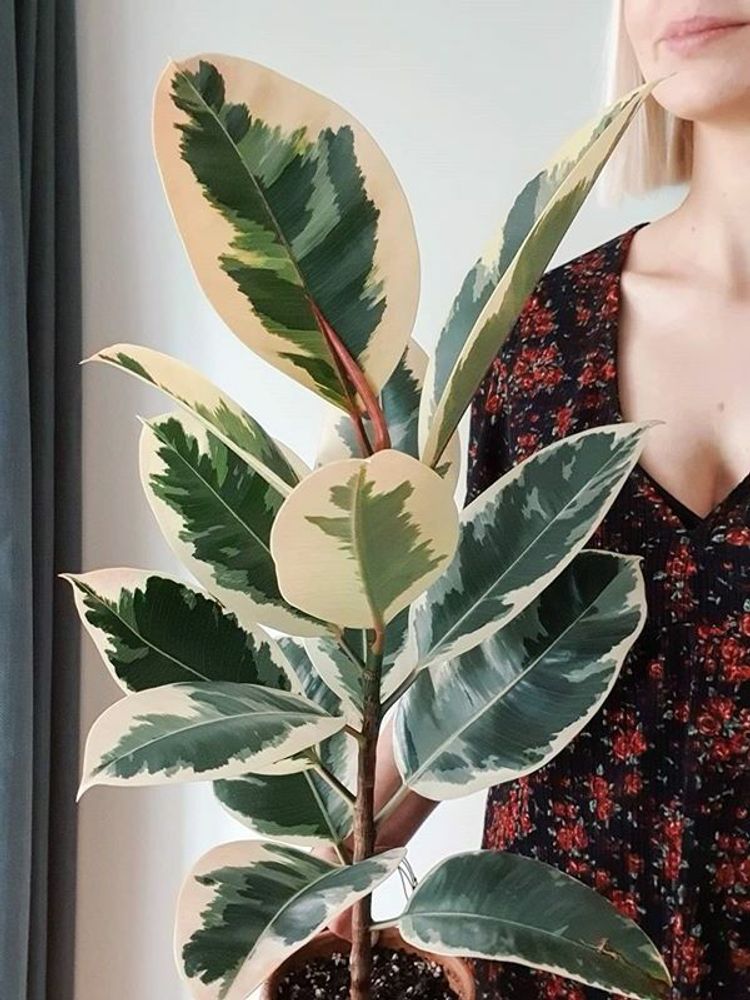 Ficus Elastica Tineke image number 6. All credits to wrosliny. Ficus Elastica Tineke image number 6. All credits to wrosliny.
