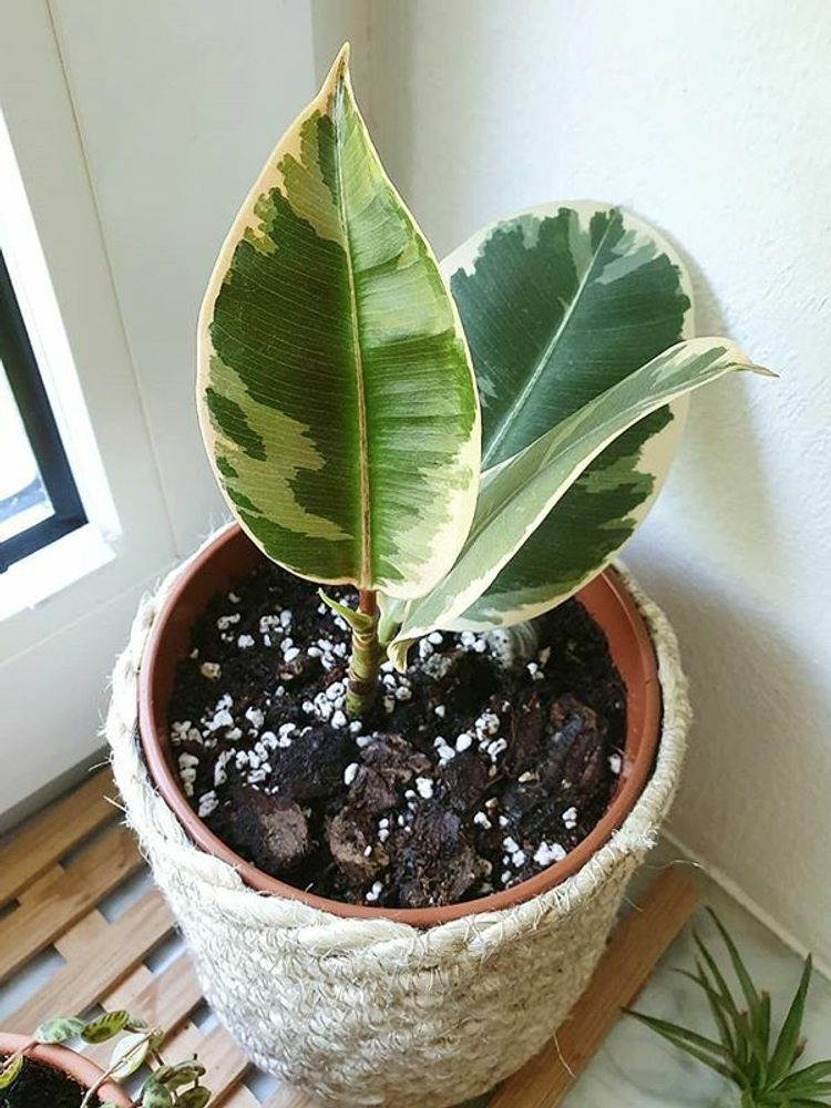 Ficus Elastica Tineke image number 7. All credits to plantingmiri. Ficus Elastica Tineke image number 7. All credits to plantingmiri.