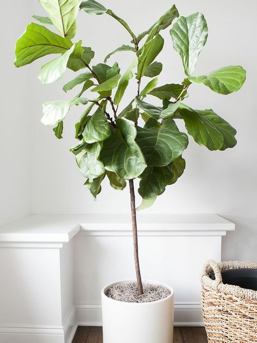 A beautiful and healthy Ficus Lyrata known as Fiddle Leaf Fig.