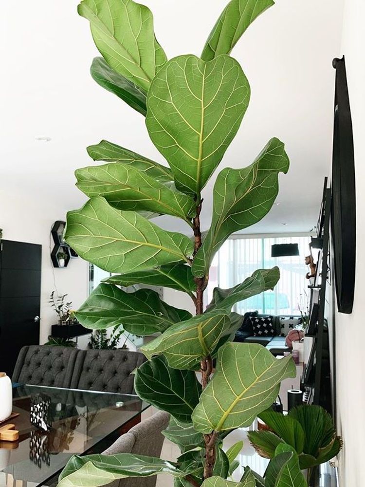 Ficus Lyrata image number 10. All credits to glam_plantsmx.