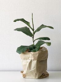 Ficus Lyrata image number 12. All credits to kzaplnta. Ficus Lyrata image number 12. All credits to kzaplnta.