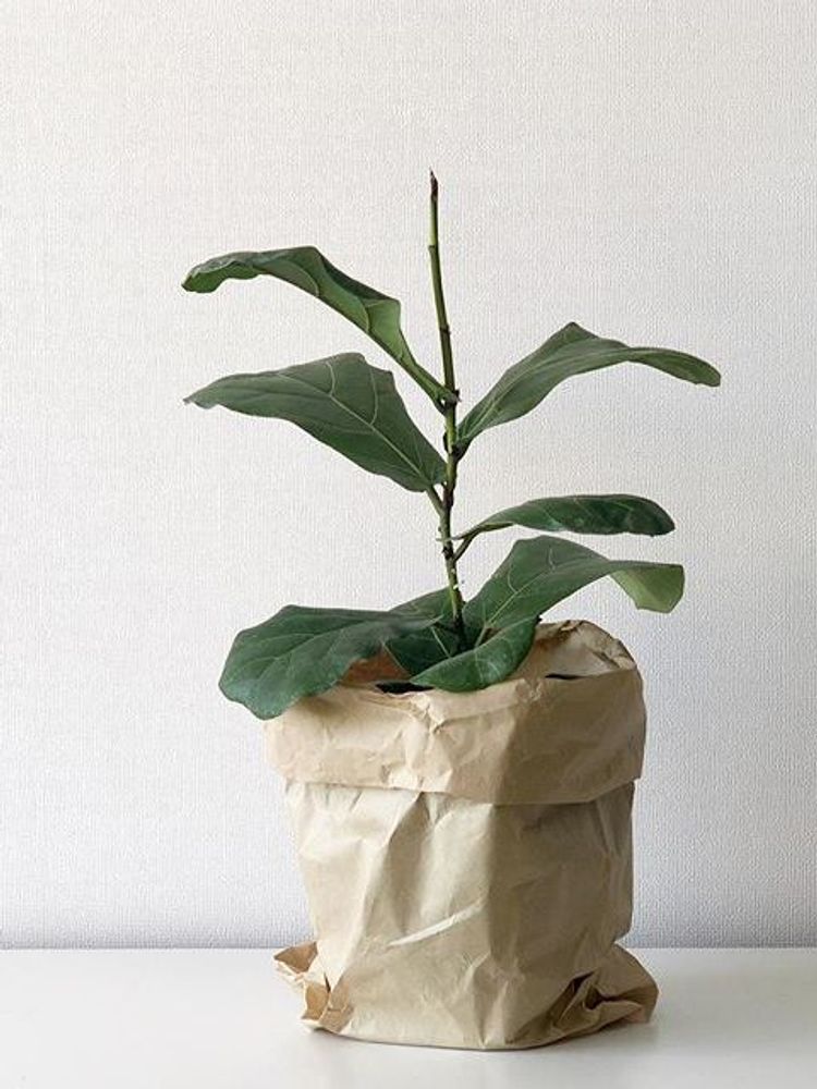 Ficus Lyrata image number 12. All credits to kzaplnta. Ficus Lyrata image number 12. All credits to kzaplnta.