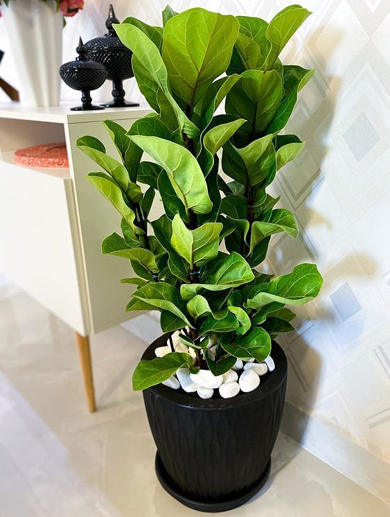 Ficus Lyrata image number 15. All credits to casacomdois. Ficus Lyrata image number 15. All credits to casacomdois.