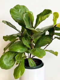 Ficus Lyrata image number 16. All credits to pottedjungleto. Ficus Lyrata image number 16. All credits to pottedjungleto.