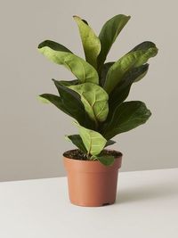 Ficus Lyrata image number 18. All credits to junglaurbanacr. Ficus Lyrata image number 18. All credits to junglaurbanacr.