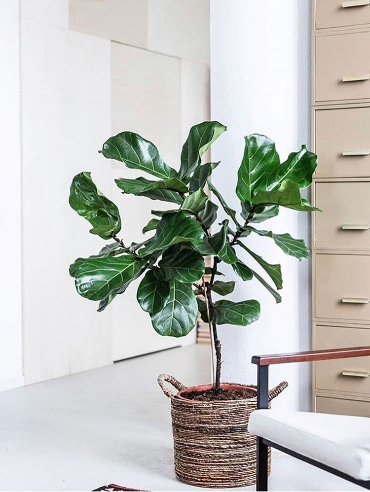 Ficus Lyrata image number 2. All credits to plant_je_plant.