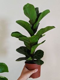 Ficus Lyrata image number 20. All credits to the.plant.market. Ficus Lyrata image number 20. All credits to the.plant.market.