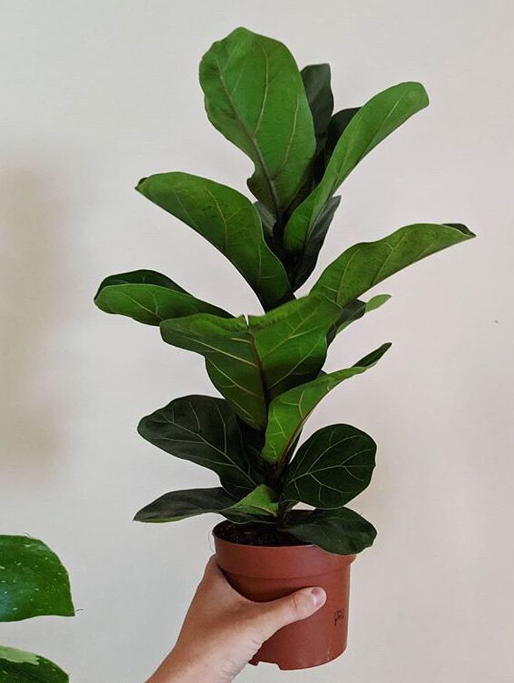 Ficus Lyrata image number 20. All credits to the.plant.market.