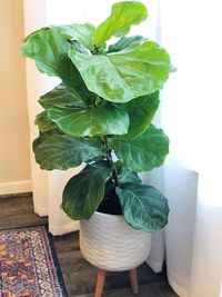 Ficus Lyrata image number 3. All credits to ashcanplant. Ficus Lyrata image number 3. All credits to ashcanplant.