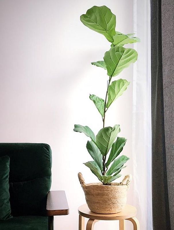 Ficus Lyrata image number 4. All credits to berrykinn. Ficus Lyrata image number 4. All credits to berrykinn.