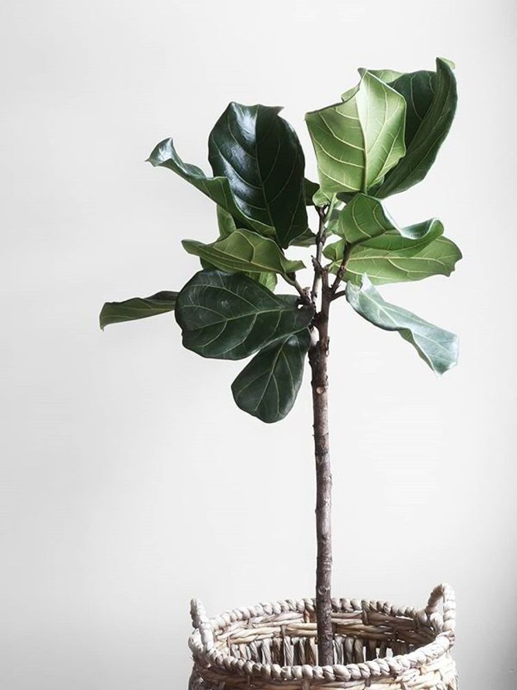 Ficus Lyrata image number 6. All credits to plantidecor.es.