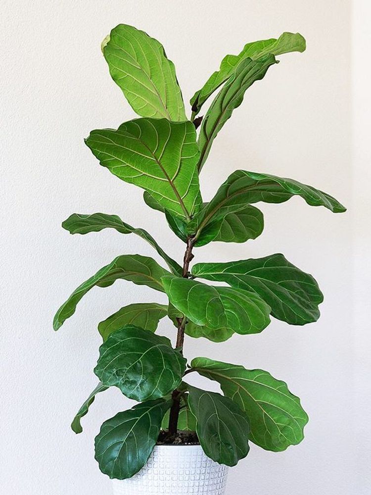 Ficus Lyrata image number 7. All credits to that_botanical_life.