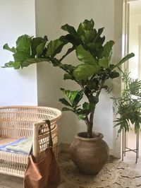 Ficus Lyrata image number 8. All credits to hammershave. Ficus Lyrata image number 8. All credits to hammershave.