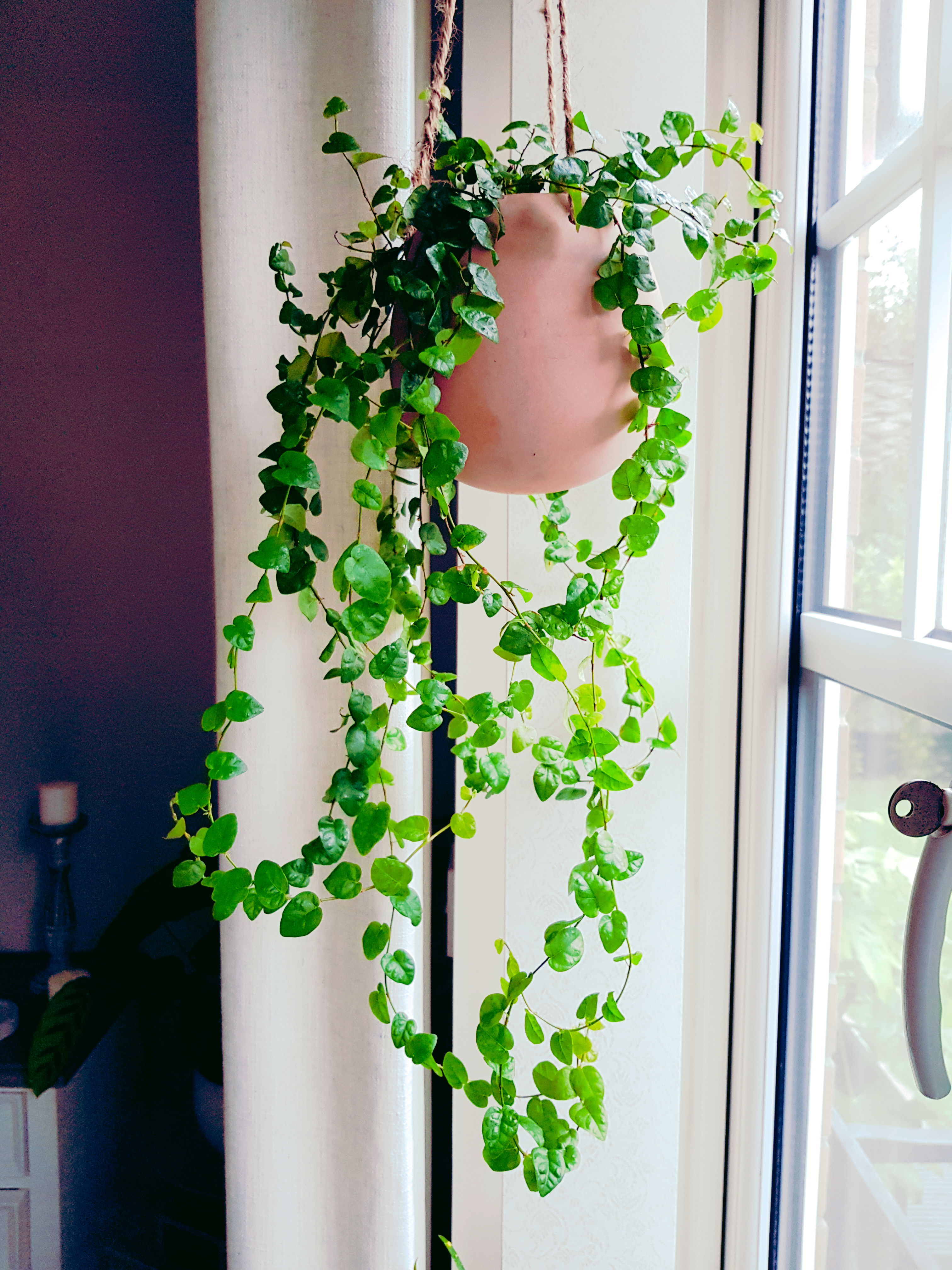 A beautiful and healthy Ficus Pumila known as Creeping Fig.