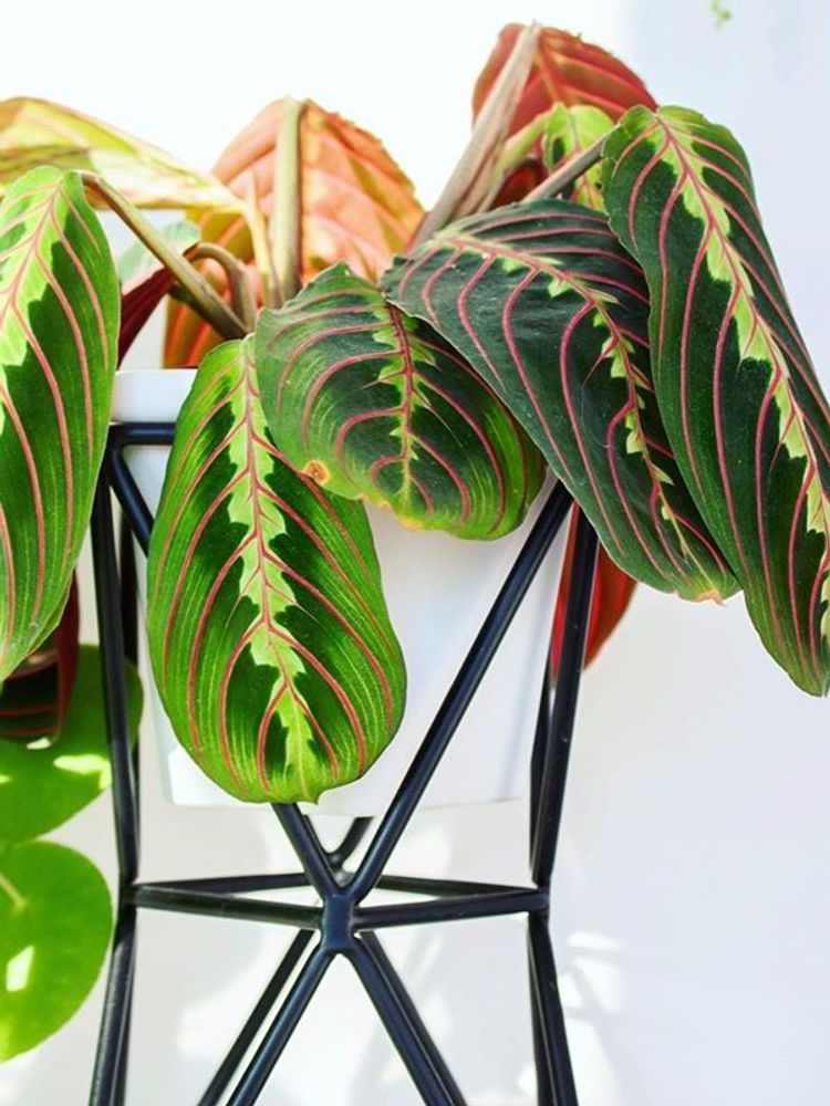 Maranta Leuconeura Erythroneura image number 10. All credits to hoopsplants. Maranta Leuconeura Erythroneura image number 10. All credits to hoopsplants.
