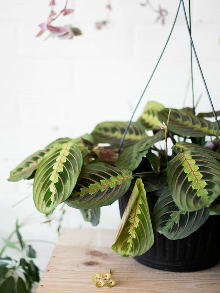 Maranta Leuconeura Erythroneura image number 1. All credits to studio.foliage. Maranta Leuconeura Erythroneura image number 1. All credits to studio.foliage.
