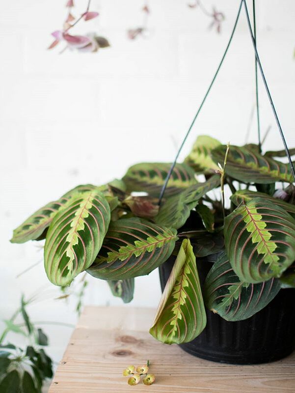 A beautiful and healthy Maranta Leuconeura Erythroneura known as Red Prayer Plant.