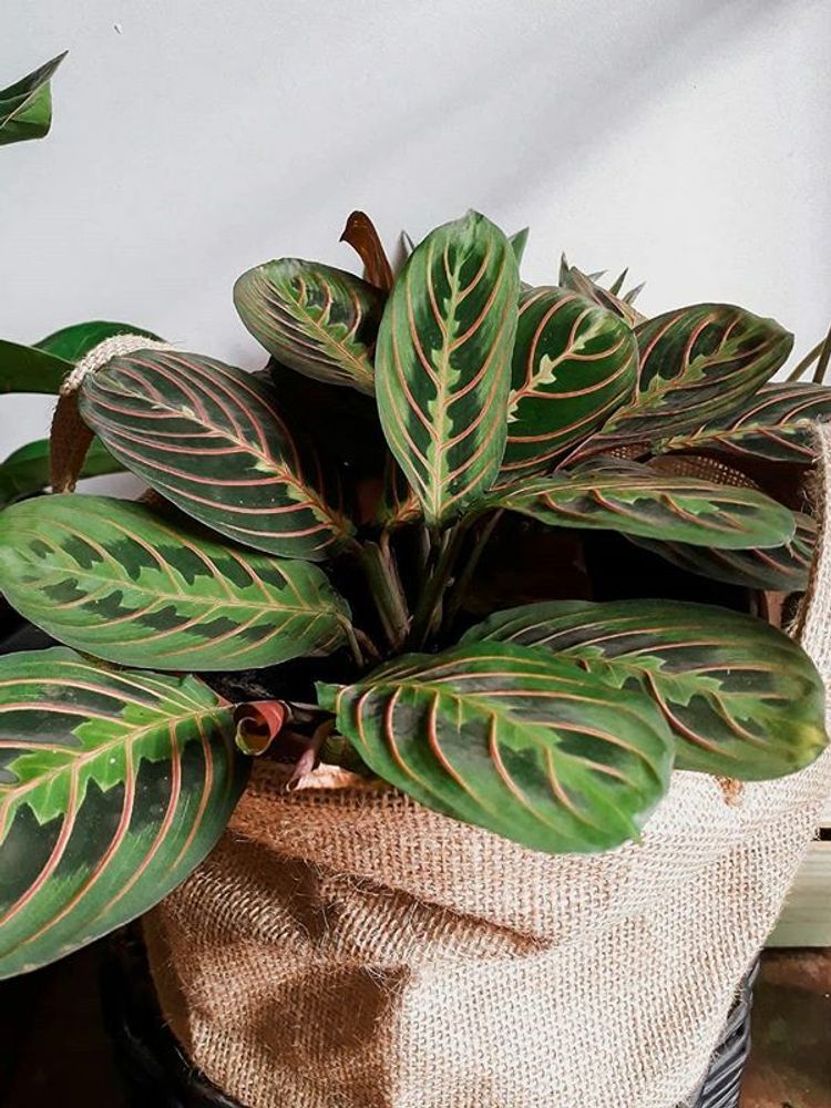 Maranta Leuconeura Erythroneura care, images and videos - ChooseYourPlant