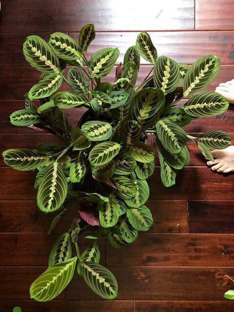 Maranta Leuconeura Erythroneura image number 7. All credits to peperomiapotts. Maranta Leuconeura Erythroneura image number 7. All credits to peperomiapotts.