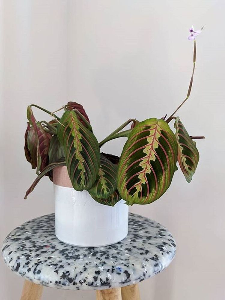 Maranta Leuconeura Erythroneura image number 8. All credits to jtgreenhouse. Maranta Leuconeura Erythroneura image number 8. All credits to jtgreenhouse.