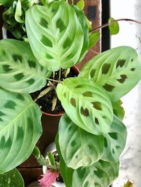 Maranta Leuconeura Kerchoveana image number 13. All credits to kaleighxgardens. Maranta Leuconeura Kerchoveana image number 13. All credits to kaleighxgardens.