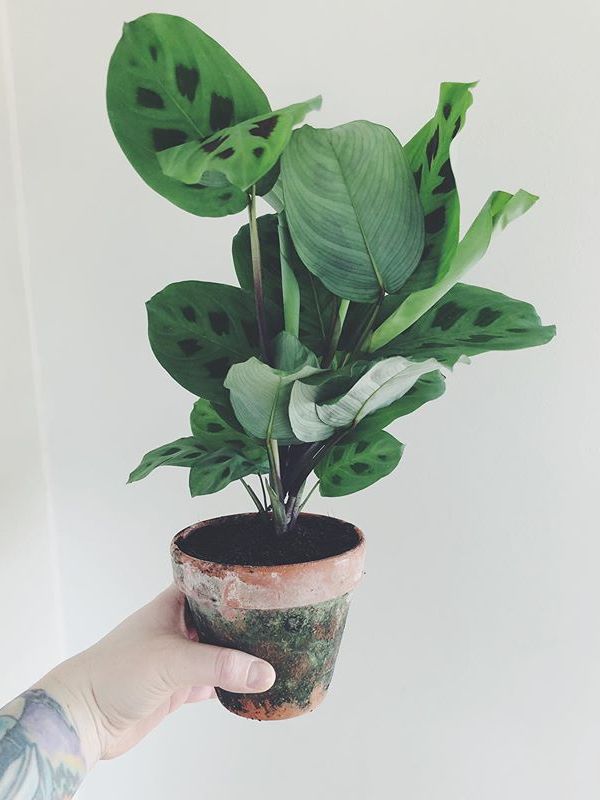 A beautiful and healthy Maranta Leuconeura Kerchoveana known as Green Prayer Plant.