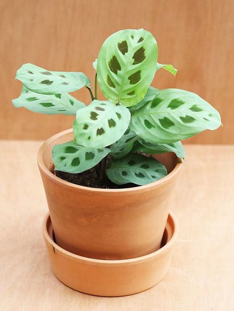 Maranta Leuconeura Kerchoveana image number 4. All credits to plantenfestijn. Maranta Leuconeura Kerchoveana image number 4. All credits to plantenfestijn.