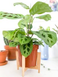 Maranta Leuconeura Kerchoveana image number 7. All credits to mismanerasdevivir. Maranta Leuconeura Kerchoveana image number 7. All credits to mismanerasdevivir.