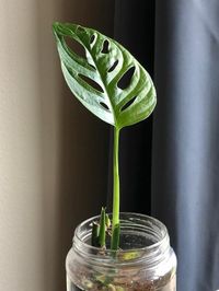 Monstera Adansonii image number 11. All credits to succulentscientist. Monstera Adansonii image number 11. All credits to succulentscientist.