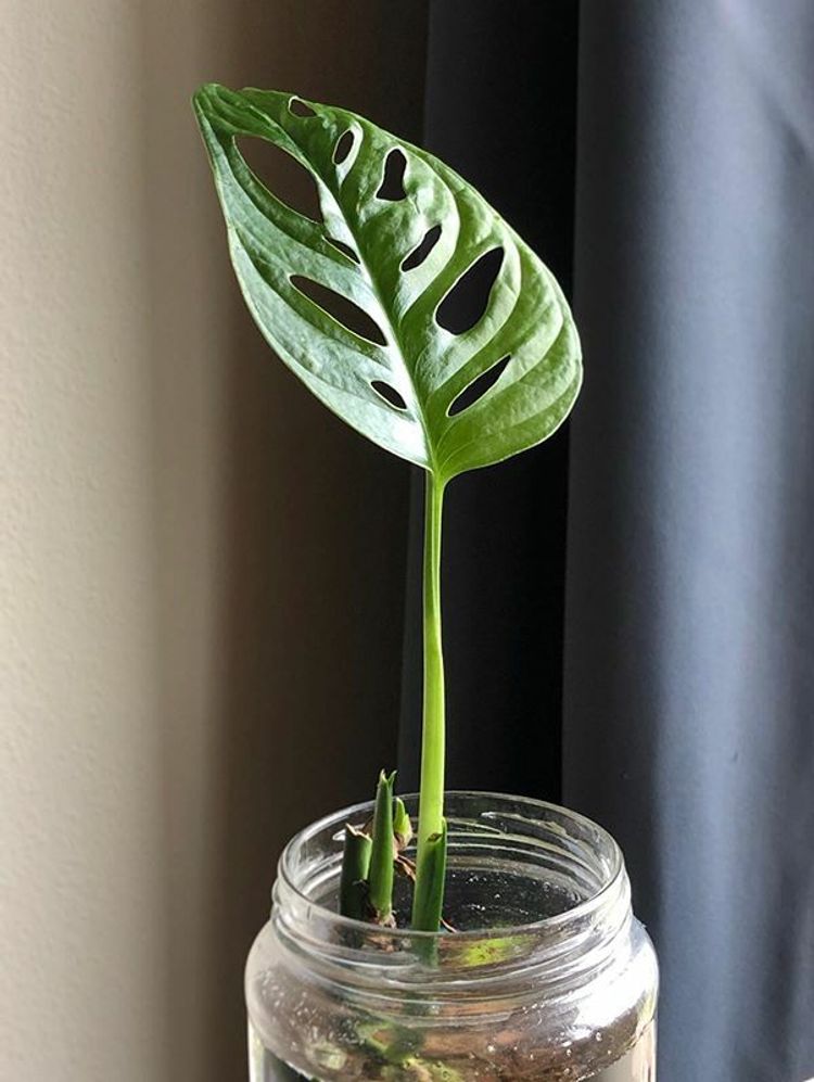 Monstera Adansonii image number 11. All credits to succulentscientist. Monstera Adansonii image number 11. All credits to succulentscientist.