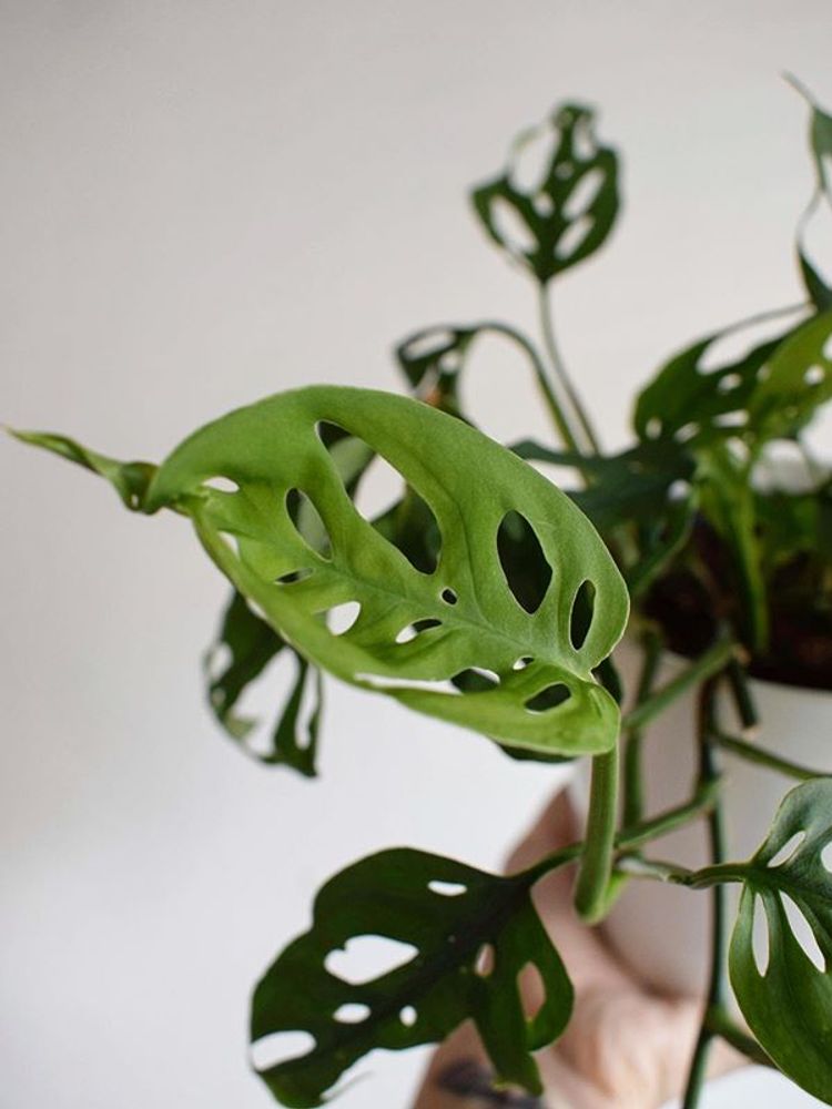 Monstera Adansonii image number 15. All credits to livingroom.garden. Monstera Adansonii image number 15. All credits to livingroom.garden.