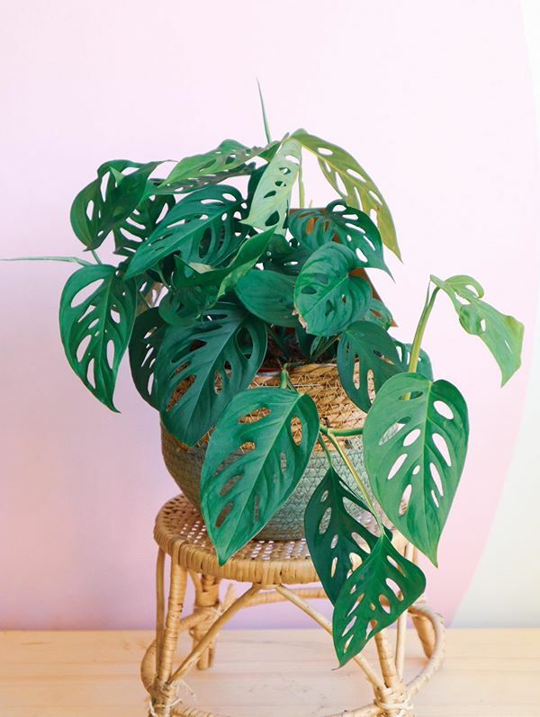 A beautiful and healthy Monstera Adansonii known as Monstera Adansonii.