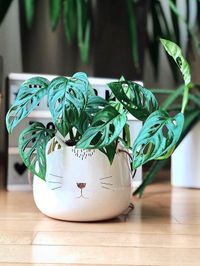 Monstera Adansonii image number 3. All credits to plantgirlonline. Monstera Adansonii image number 3. All credits to plantgirlonline.
