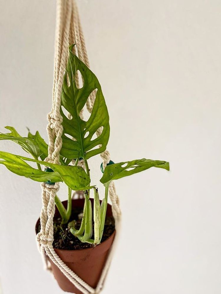 Monstera Adansonii image number 4. All credits to miva_market. Monstera Adansonii image number 4. All credits to miva_market.
